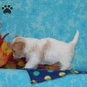Raisin, Cavachon Puppy